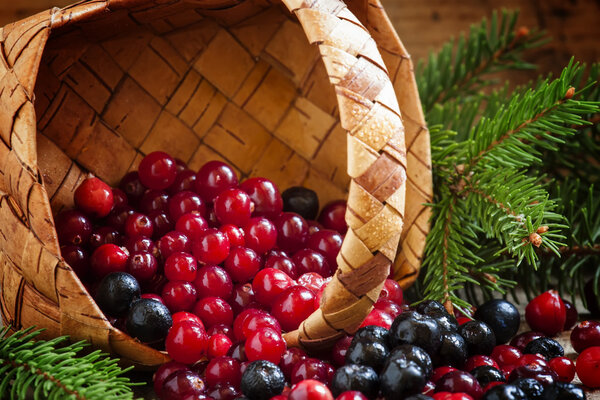 Fresh cranberries and blueberries poured out of a wicker basket 