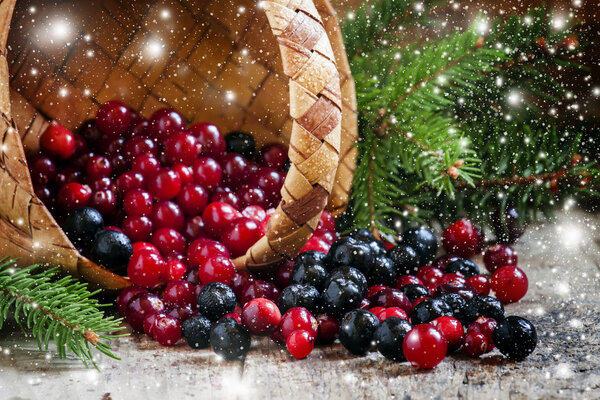 Fresh cranberries and blueberries poured out of a wicker basket 