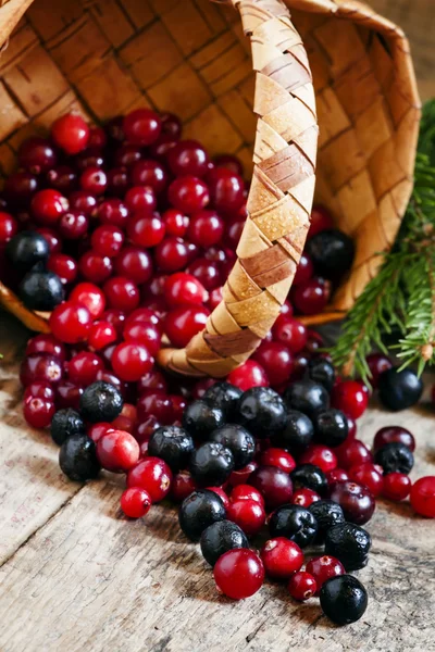 Cranberries e mirtilos frescos despejados de uma cesta de vime — Fotografia de Stock