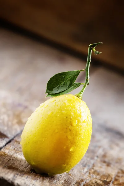 Pequeno limão amarelo fresco em um ramo com folhas — Fotografia de Stock