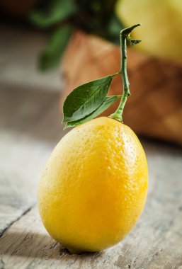 Küçük sarı ile dal taze limon yaprakları 