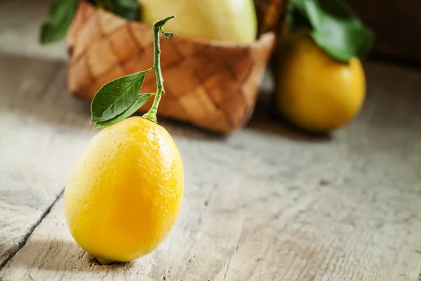 Pequeno limão amarelo fresco em um ramo com folhas — Fotografia de Stock