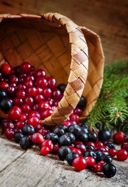 Cranberries e mirtilos frescos despejados de uma cesta de vime — Fotografia de Stock
