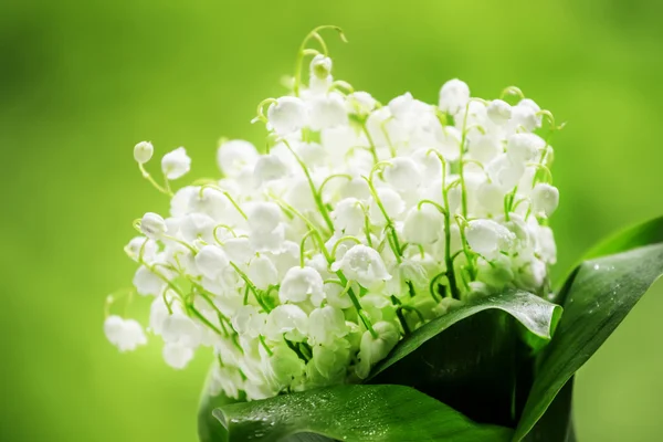 Frische Frühlingslilien im Tal — Stockfoto