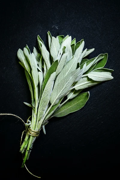 Fresh sage in the beam — Stock Photo, Image