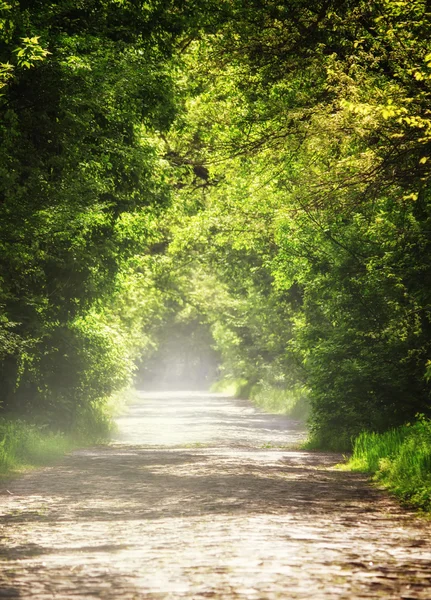 Zomer natuurlijke achtergrond, landschap met stenen blokken weg — Stockfoto