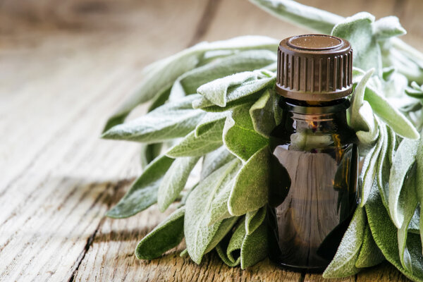 Essential sage oil, for aromatherapy, fresh sage leaves