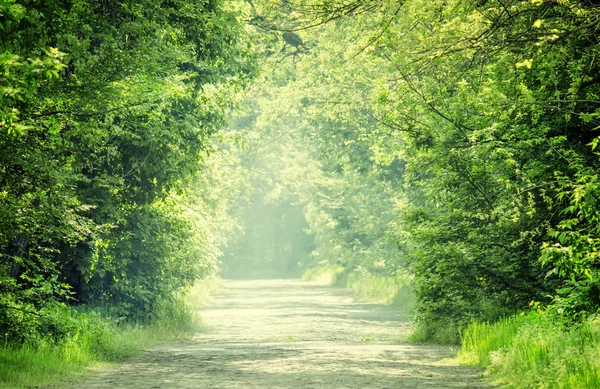 Fondo natural de verano, paisaje con bloques de piedra carretera — Foto de Stock