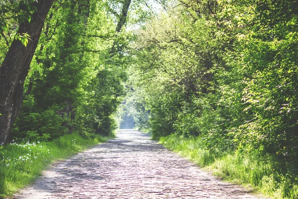 夏季自然背景，风景与石块路 — 图库照片