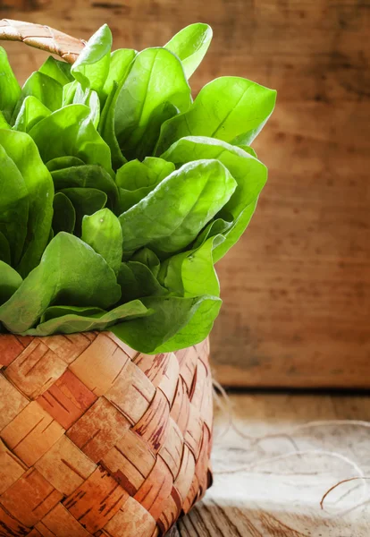Beam of freshly cut sorrel in a wicker basket — Stock Photo, Image