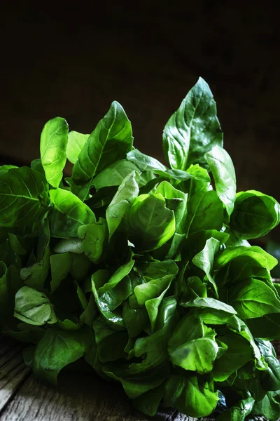 Fresh green basil in a beam — Stock Photo, Image