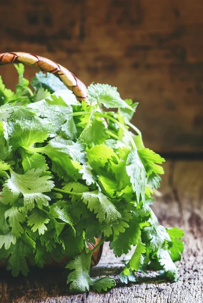 Fresh cilantro in a wicker basket — Stock Photo, Image