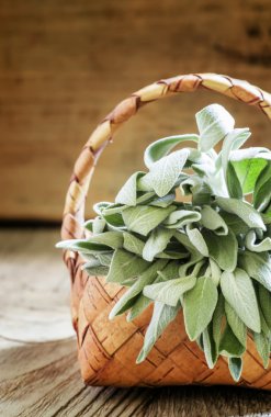 Demet taze adaçayı