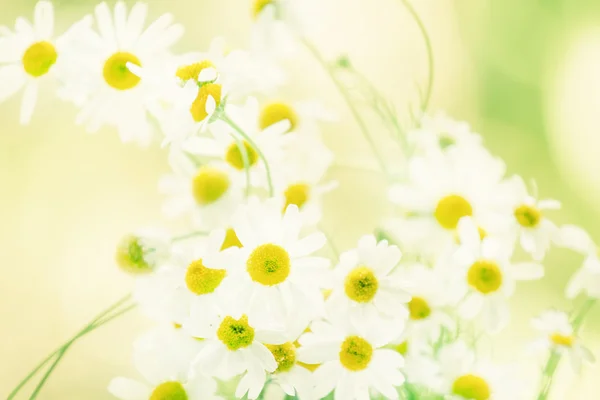 Lato naturalne tło z kwiatów rumianku — Zdjęcie stockowe