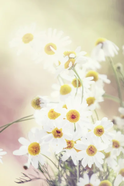 꽃 카모마일 여름 자연 배경 — 스톡 사진