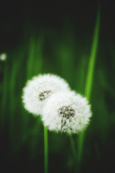 Fondo de verano natural con dientes de león blancos esponjosos — Foto de Stock