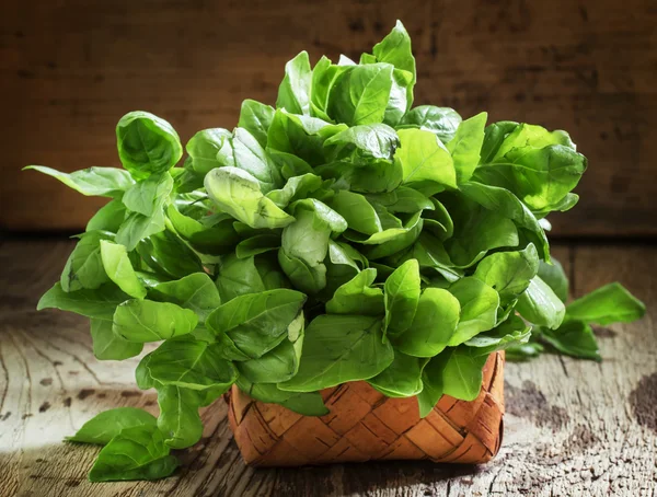 Fresh green basil in a wicker basket — Stock Photo, Image