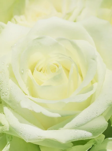 Троянди білі Весільні — стокове фото