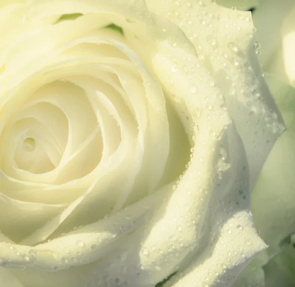 Biały ślub róże — Zdjęcie stockowe