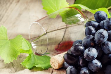 Üzüm asma ve şarap cam 