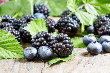 Yaprakları ile bir yaban mersini ve taze böğürtlen 