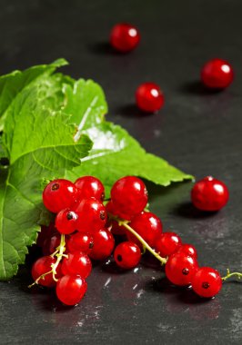 Yaprakları koyu arka plan üzerinde kırmızı kuş üzümü