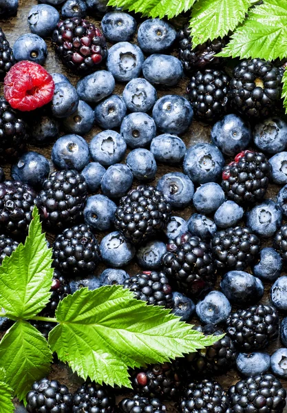 Böğürtlen, yaban mersini ve Ahududu yaprakları ile 