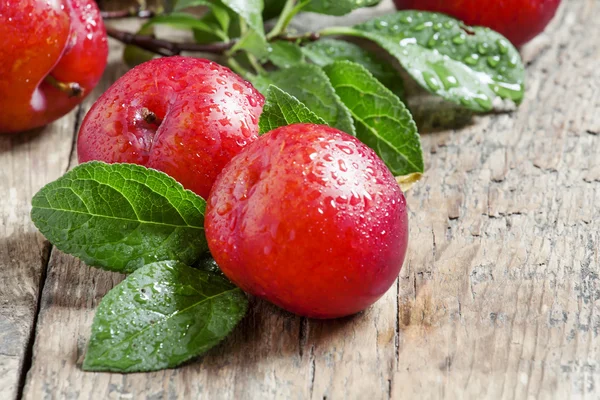 Plum merah matang — Stok Foto