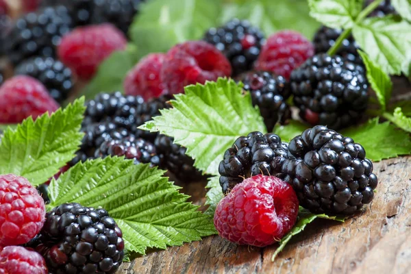 Frambuesas frescas maduras y moras con hojas grandes —  Fotos de Stock