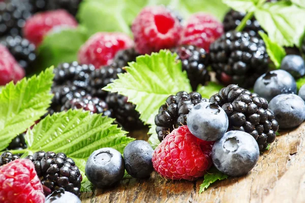 신선한 검은 딸기, 나무 딸기 및 블루베리 잎 — 스톡 사진
