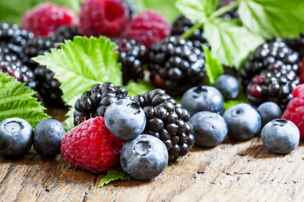 신선한 검은 딸기, 나무 딸기 및 블루베리 잎 — 스톡 사진