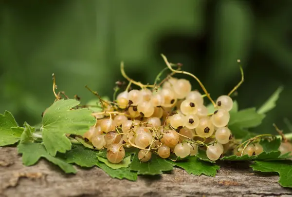 Weiße Johannisbeeren mit Blättern auf dem alten Stumpf — Stockfoto