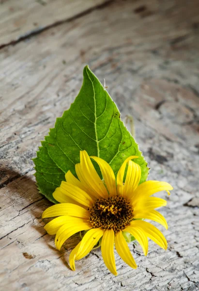 Malé žluté slunečnice s zelený list — Stock fotografie
