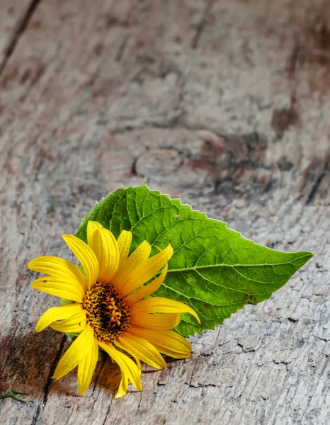 Malé žluté slunečnice s zelený list — Stock fotografie