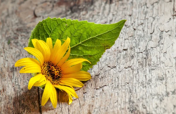 Kleine gelbe Sonnenblume mit grünem Blatt — Stockfoto