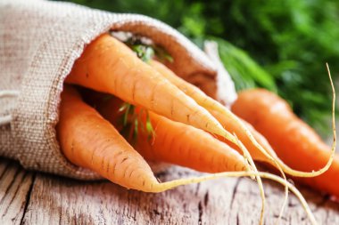 Bir tuval çanta içinde havuç hasat