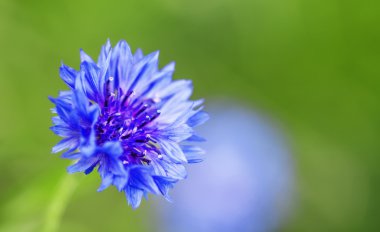 Wild blue cornflower on green blurred nature background clipart