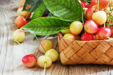 Sarı tatlı kiraz yaprakları ile