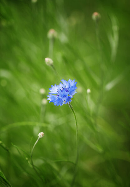 Wild blue cornflower on green blurred nature background