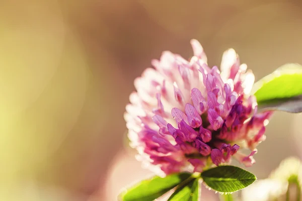 핑크 클로버의 꽃 — 스톡 사진