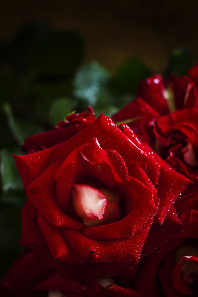 Bouquet of red roses with water drops on a vintage wooden background, selective focus, shallow depth of field