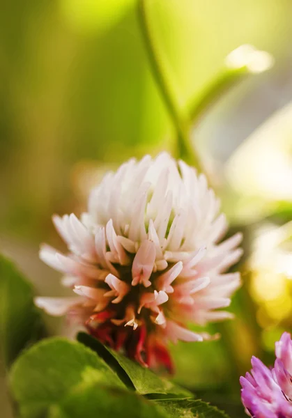 Blüten von rosa Klee — Stockfoto