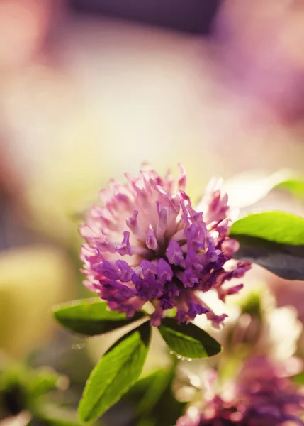 ピンクのクローバーの花 — ストック写真