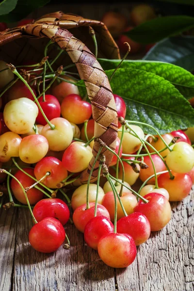 Cereza amarilla dulce, cosecha en la canasta — Foto de Stock