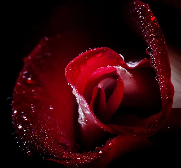 Czerwona róża z kroplami rosy — Zdjęcie stockowe