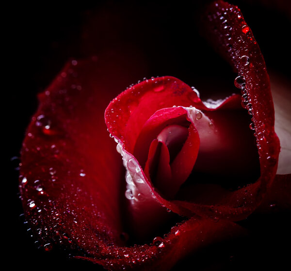 Red rose with dew drops, macro shot, selective focus