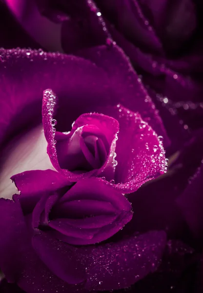 Бузок троянда з краплями роси — стокове фото
