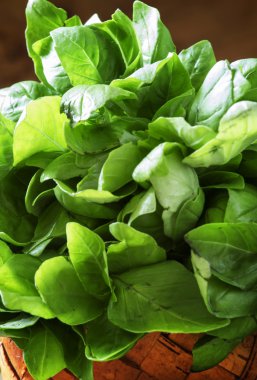 Fesleğen bir sepet içinde yeşil yaprakları ile,