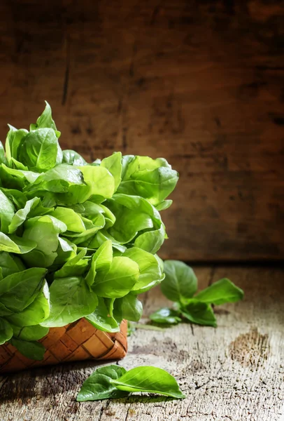 Basil with green leaves in a basket, — Stock Photo, Image