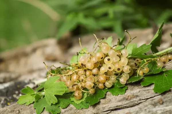 Weiße Johannisbeeren mit Blättern auf dem alten Stumpf — Stockfoto